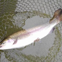 大安トラウトレイク 釣果